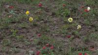 Розы, высаженные осенью прошлого года в Павлодаре, погибли